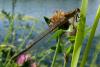 Ischnura elegans